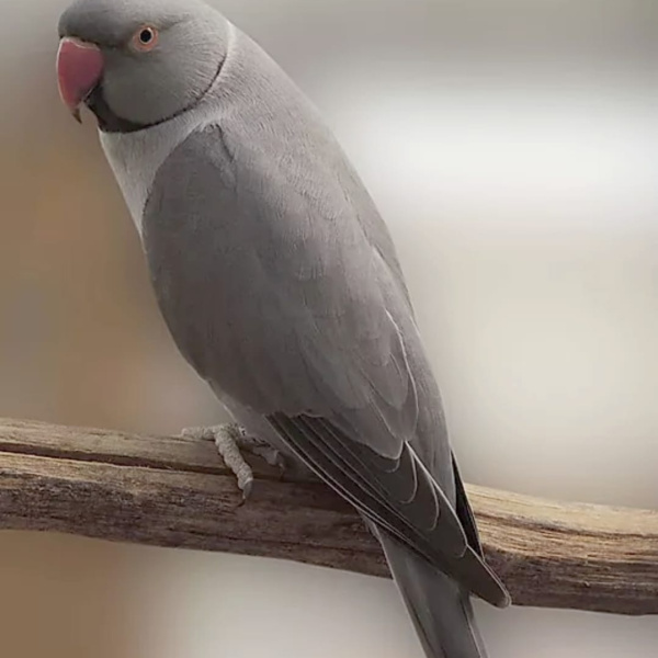 1.500,00 com apenas 0,03 centavos